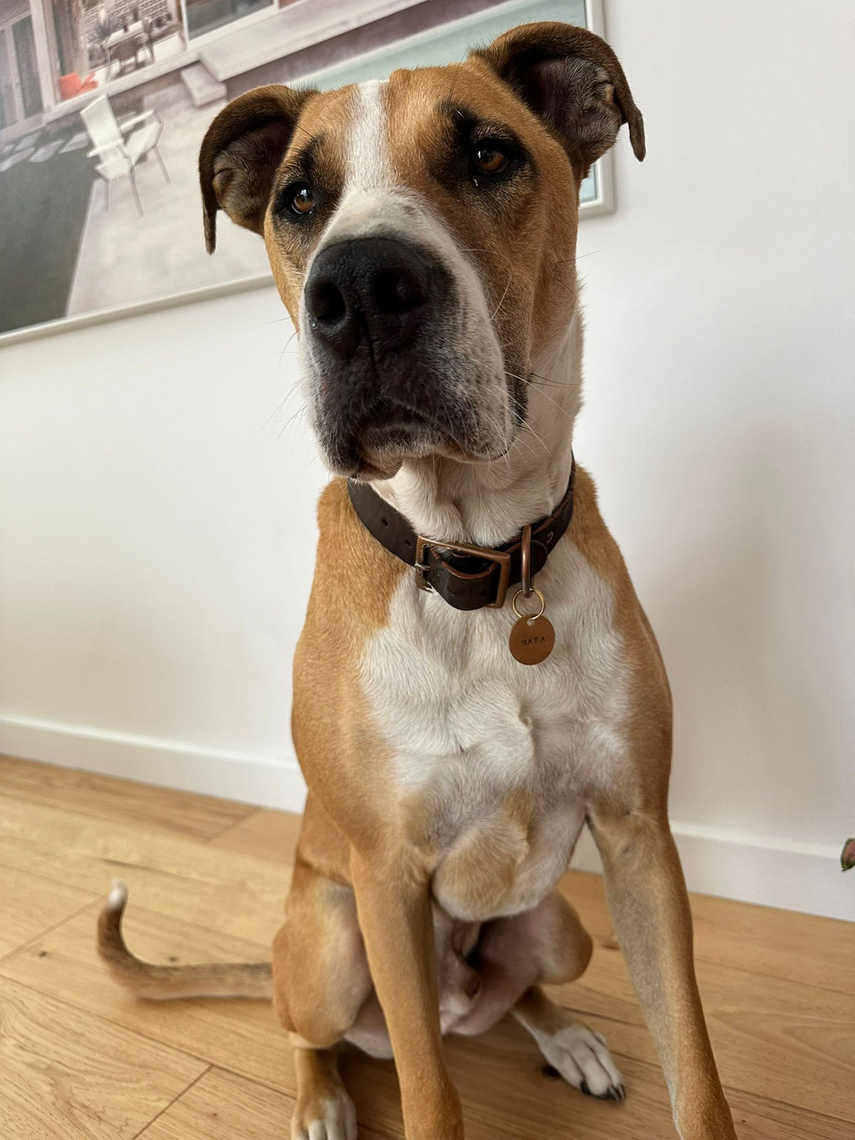 Brass round dog tag on a large breed dog