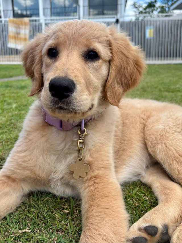 Puppy with a purple collar and brass flower tag sitting on grass