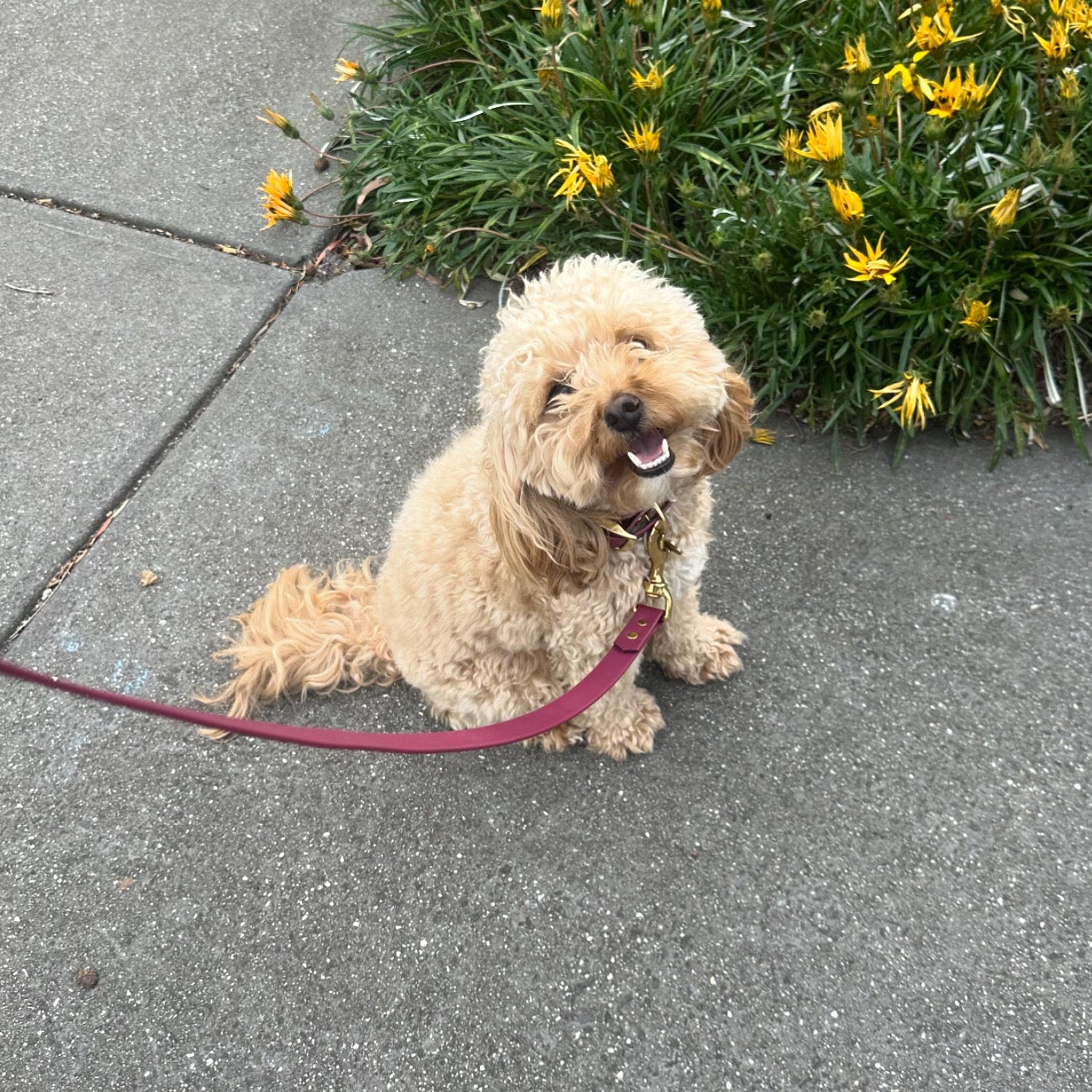 Small dog with a maroon leash sitting on a sidewalk with yellow flowers in the background