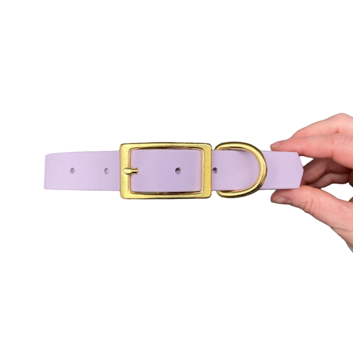 Lavender dog collar with gold brass buckle held by a hand on a white background