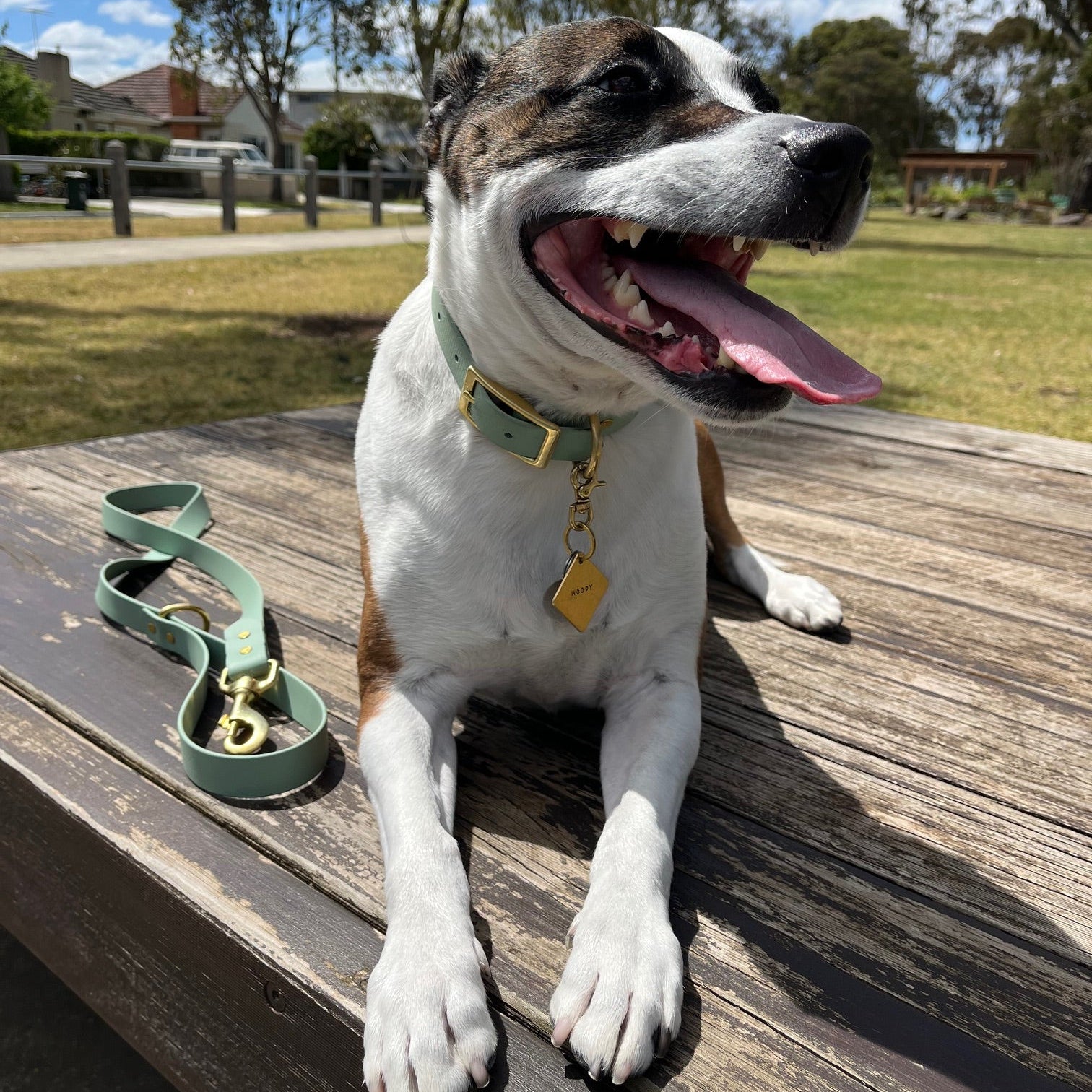 Dog sitting on a wooden bench with a sage green leash next to it, outdoors. Dog wearing a brass dog tag.